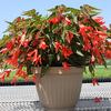 Begonia boliviensis 'Sparkle Salmon'