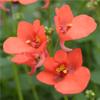 Diascia  'Flirtation Orange'