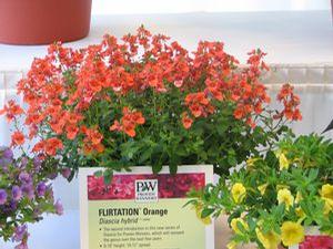Diascia  'Flirtation Orange'