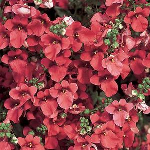 Diascia  'Flying Colors Red'