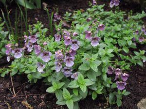 Diascia  'Piccadilly Demim Blue'