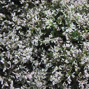 Euphorbia 'Breathless Blush' Euphorbia 'Breathless Blush'