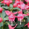 Fuchsia  'Shadow Dancer Yolanda'