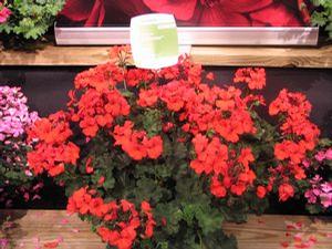 Geranium  'Caliente Orange'