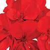 Geranium  'Calliope Scarlet'
