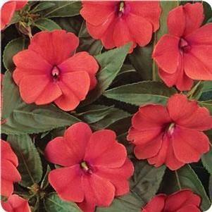 Impatiens  'Fanfare Bright Coral'