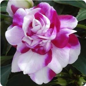 Impatiens  'Fiesta Ole Purple Stripe'