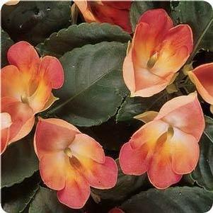 Impatiens  'Fusion Infared Apricot'