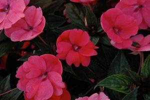 Impatiens  'Sunpatiens Compact Deep Rose'