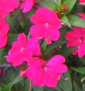 Impatiens  'Sunpatiens Compact Magenta'