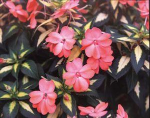Impatiens  'Sunpatiens Variegated Spreading Salmon'