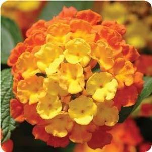 Lantana  'Landmark Citrus'