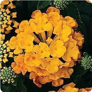 Lantana  'Landmark Gold'