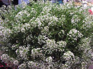 Lobularia  'Snow Princess'
