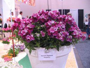 Nemesia  'Angelart Raspberry'