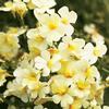 Nemesia  'Juicy Fruits'