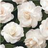 Impatiens  'Fiesta White'