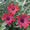 Osteospermum  'Alexis'