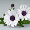 Osteospermum  'Ostica Snow'