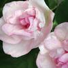 Impatiens  'Rockapulco Appleblossom'