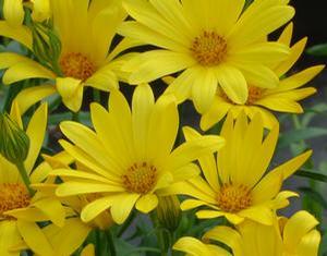 Osteospermum  'Voltage Yellow'