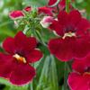 Nemesia hybrida 'Supernesia Red'