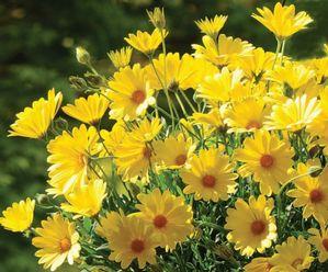 Osteospermum  'Voltage Yellow'