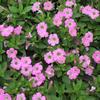 Petunia  'Littletunia Sweet Pink'