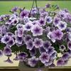 Petunia  'Music Circus'
