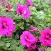 Petunia  'Soleil Purple'