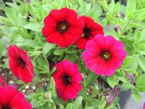 Petchoa 'Supercal Velvet'