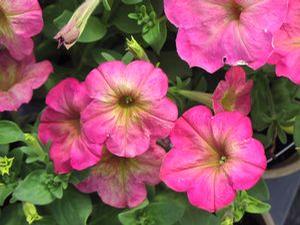 Petunia  'Debonair Dusty Rose''