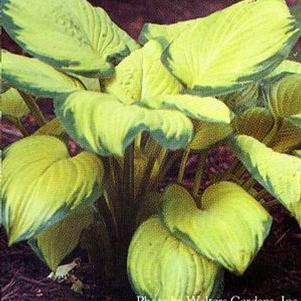 Hosta  'Stained Glass'