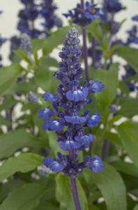 Salvia farinacea 'Sallyfun Blue'