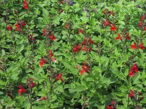 Salvia hybrid 'Mesa Scarlet'