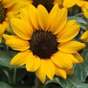 Sunflower  'Miss Sunshine'