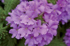 Verbena  'Fuego Denim Blue'