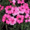 Verbena  'Lanai Bright Pink'