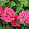 Verbena  'Superbena Coral Red'