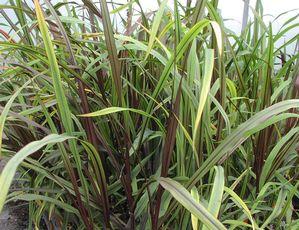 Pennisetum 'Princess Molly' Pennisetum 'Princess Molly'