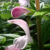 Salvia patens 'Patio Rose'