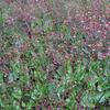 Talinum paniculatum 'Verde'