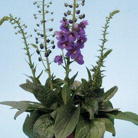 Verbascum  'Temptress Purple'