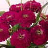 Zinnia elegans 'Benary's Giant Wine'