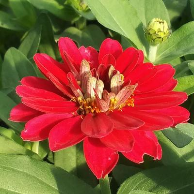 Zinnia elegans 'Profusion Double Cherry'