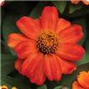 Zinnia marylandica 'Zahara Fire'