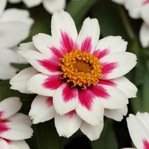 Zinnia marylandica 'Zahara Starlight Rose'