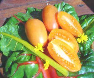 Tomato  'Orange Banana'