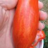 Tomato  'Speckled Roman'