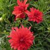 Dahlia  'Orchestra Piano'